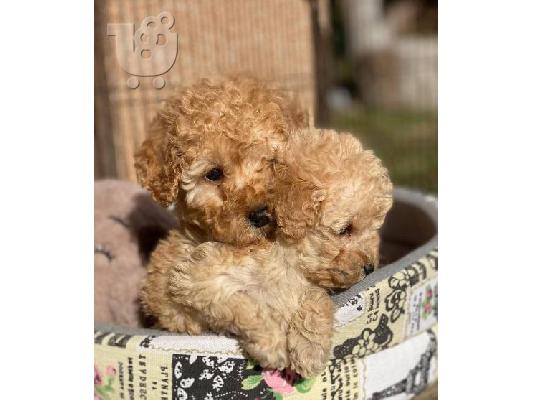 Καθαρόαιμα κουτάβια Toy Poodle από δυόμιση μηνών